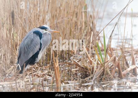 L'airone grigio (Ardea cinerea) si incunea per mantenere caldo in una fredda giornata di inverni a Ham Well, Somerset Foto Stock