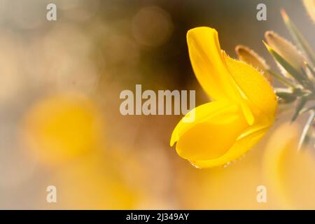 Nella macchia che conduce ai boschi di Hawkcombe crescono i cespugli di orso dai colori vivaci (Ulex europeus) di Exmoor Foto Stock