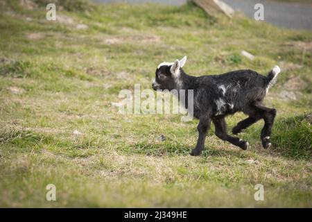 Una giovane capra ferale (Capra hircus) si estende attraverso l'erba per salutare la sua madre nella Valle delle rocce nel Devon Foto Stock