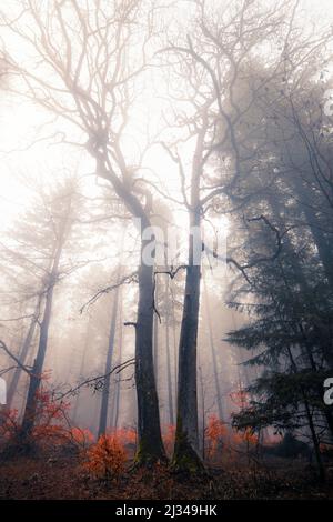 Nebbia mattina nei boschi vicino Friedewald, Assia, Germania Foto Stock