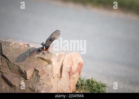 Il maschio stonechat (Saxiola rubicola) prende il volo dalla roccia su cui si trova nella Valle delle rocce di Exmoor Foto Stock