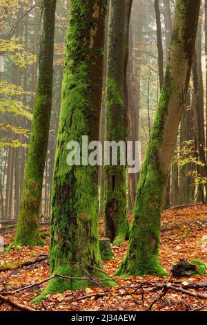 Foreste di faggi nella Hochspessart, riserva naturale di Rohrberg, Baviera, Germania. Foto Stock