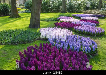 Keukenhof, spettacolo di fiori, giardini, narcisi Foto Stock