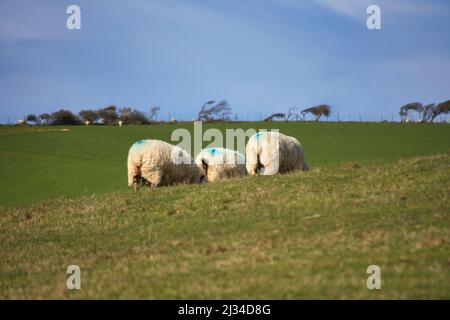 I bei campi verdi di pascolo vicino Beachy Head Cliffs in Eastbourne, Regno Unito, dove un gregge di pecore stanno pascolare e alcuni staring. Foto Stock