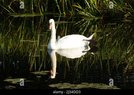 Mute Swan (Cygnus olor) silenziare lo swan lazing nell'acqua verde scuro di stagno con canne sullo sfondo e riflessa nel acqua Foto Stock