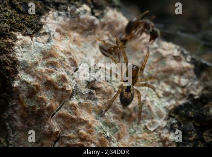 Pizzo ragnatela, Amaurobio fenestralis con catturato formica sullo sfondo Foto Stock