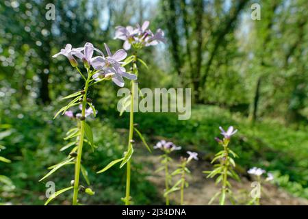 Coralroot (Cardamine bulbifera) con bulbi distintivi sul gambo che possono cadere e prendere radici, fiorendo in boschi calcarei, vicino Bath, Regno Unito Foto Stock