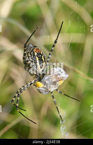 Ragno di Argiope che si alimenta su un'ape Foto Stock