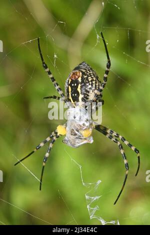 Ragno di Argiope che si alimenta su un'ape Foto Stock