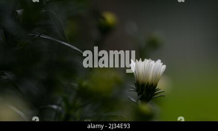 Bellissimo primo piano di un'immagine bianca Foto Stock