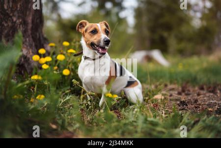 Piccolo Jack Russell terrier seduto sul prato in primavera, bocca aperta guardando verso l'alto, giallo dente di leone fiori Foto Stock