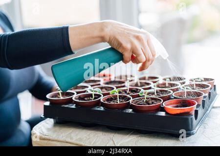 Donna annaffiatura, spruzzando piante germogli che crescono dai semi nei piccoli vasi in casa. Preparandosi per l'estate, nuova stagione del giardino della cucina. Seminando semi. S Foto Stock