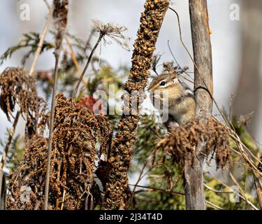 Chipmunk seduto sul fogliame e che mostra pelliccia, corpo, testa, orecchie, zampe marroni, nel suo ambiente e habitat circostante con uno sfondo forestale. Foto Stock