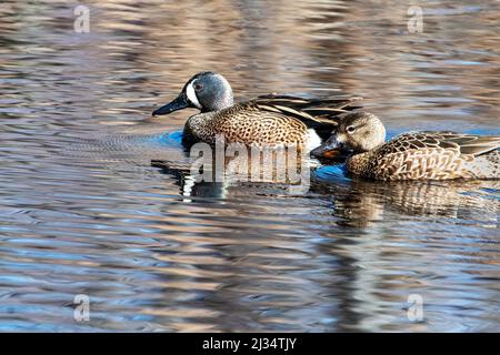 Un paio di coppie accoppiate di blu-alinged teal nuoto su laghetto di acqua dolce Foto Stock