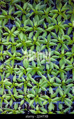 Pepe pianta sfondo. Le piantine di peperoni sono in vendita al mercato agricolo. Vista dall'alto e verticale. Foto Stock