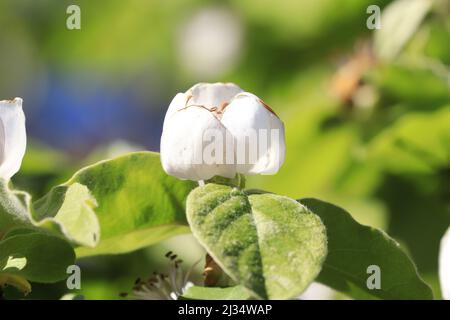 Un primo piano di fiori di mela cotogna bianca (cydonia oblonga) in un parco Foto Stock