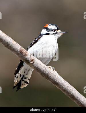 Downy Woodpecker maschio arroccato un ramo con uno sfondo sfocato nel suo ambiente e habitat circostante mostrando bianco e nero piumaggio piuma. Foto Stock