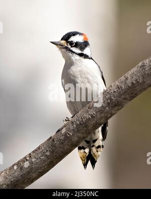 Downy Woodpecker maschio su un ramo con uno sfondo sfocato nel suo ambiente e l'habitat circostante mostrando bianco e nero piume ali piumaggio. Foto Stock