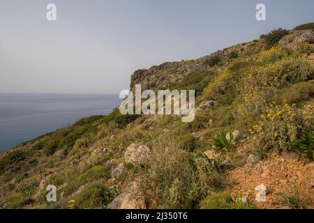 Cretan Phlomis (Phlomis cretica) Gruppo che cresce su un pendio di montagna vicino alla costa mediterranea Nel sud di Creta Foto Stock