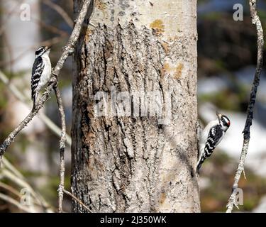 Downy Woodpecker coppia su un tronco di albero con uno sfondo sfocato nel loro ambiente e habitat circostante mostrando bianco e nero piumaggio piuma Foto Stock