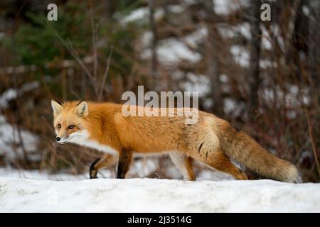 Red Fox close-up vista profilo foraging nella stagione invernale con sfondo sfocato e godere del suo ambiente e habitat. Immagine Fox. Foto Stock