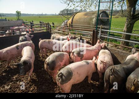 Suini presso la fattoria biologica di Gelderland, Olanda Foto Stock