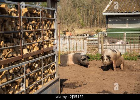 Suini presso la fattoria biologica di Gelderland, Olanda Foto Stock