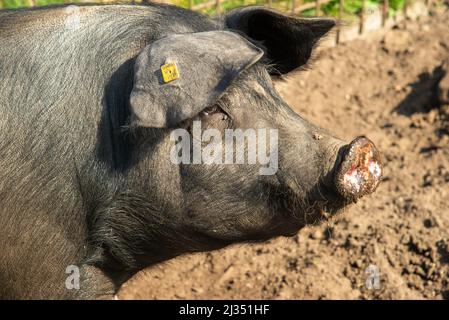 Suini presso la fattoria biologica di Gelderland, Olanda Foto Stock