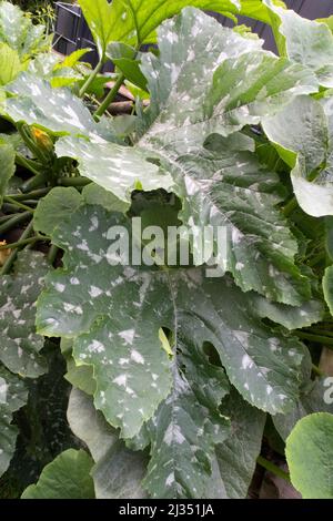 Zuchini pianta con grandi foglie e fiori Foto Stock