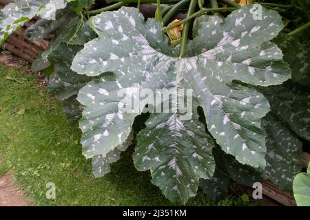 Zuchini pianta con grande congedo e fiori Foto Stock