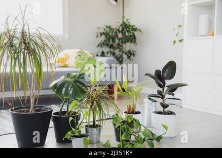 Raccolta di varie piante verdi tropicali in pentole diverse. Giardinaggio domestico, composizione di verde, vasi di fiori nel disegno interno, concetto di hobby. Moderno soggiorno interno con interni scandinavi Foto Stock