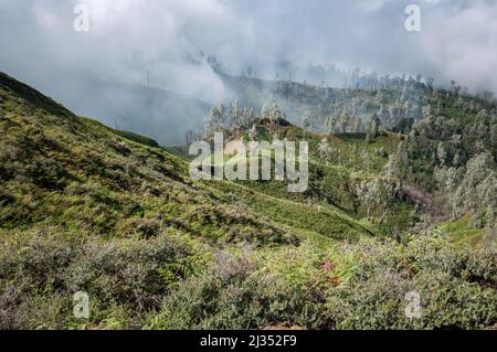 Nebbia e alberi ai lati del vulcano Ijen, isola di Giava, Indonesia Foto Stock