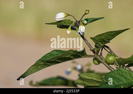 Nightshade nera (Solanum nigrum) groppa di fiori e bacche immature sulla duna di sabbia costiera mobile, Merthyr Mawr Warren NNR, Glamorgan, Galles, Foto Stock