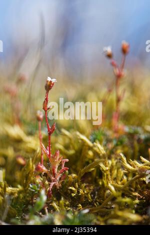 Sassifrage di rue-leaved (tridattiliti di Saxifraga) che fiorisce sulle dune di sabbia costiere, Merthyr Mawr Warren NNR, Glamorgan, Galles, Regno Unito, aprile. Foto Stock