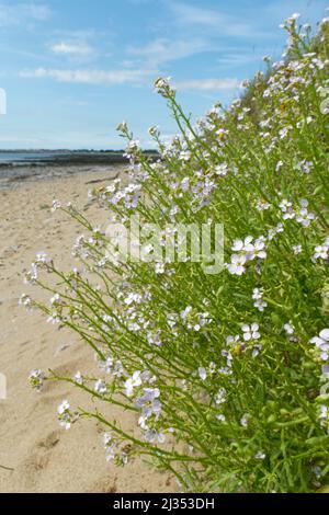 Razzo di mare (Cakile maritima) clump fiorito in alto su una riva del mare, Merthyr Mawr NNR, Glamorgan, Galles, Regno Unito, Luglio. Foto Stock
