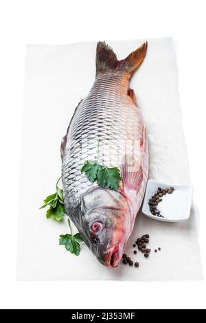 Pesce di carpa comune di acqua dolce isolato su bianco Foto Stock