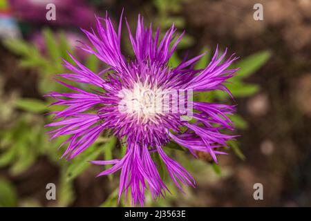 Vue macroscopique d'une centaurée scabieuse Foto Stock