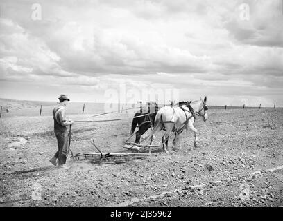 Ray Halstead, US Farm Security Administration (FSA) Rehabilitation mutuatario, erigendo il suo campo irrigato, Dead Ox Flat, Malheur County, Oregon, USA, Russell Lee, U.S. Office of War Information/U.S. Farm Security Administration, maggio 1941 Foto Stock