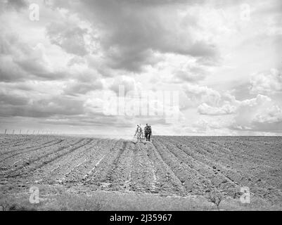 Ray Halstead, amministrazione di sicurezza di fattoria degli Stati Uniti (FSA) mutuatario di riabilitazione, facendo un giro mentre harrowing il suo campo irrigato, Dead Ox Flat, contea di Malheur, Oregon, Stati Uniti, Russell Lee, U.S. Office of War Information/U.S. Farm Security Administration, maggio 1941 Foto Stock