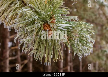 Aghi di Red Pine rivestiti con uno strato di ghiaccio chiaro dopo una tempesta di ghiaccio nel Michigan, USA Foto Stock