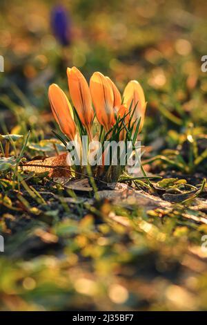 Scena naturale con fiori. Bellissimi croci su una glata verde per dare il benvenuto alla primavera. Foto in profondità di campo poco profonda. Foto Stock