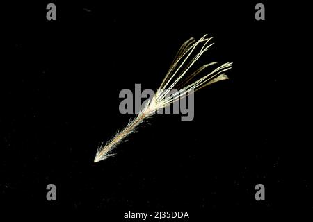 Marlborough Rock Daisy Seed (Pachistegia insignis) Foto Stock