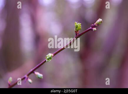 Bud's di primavera Foto Stock