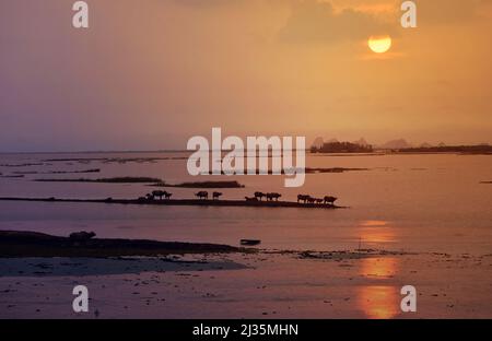 Acqua Buffalo masse in Wetland a Thale noi, Phatthalung Provinceม, Thailandia Foto Stock