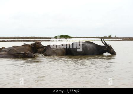 Acqua Buffalo masse in Wetland a Thale noi, Phatthalung Provinceม, Thailandia Foto Stock