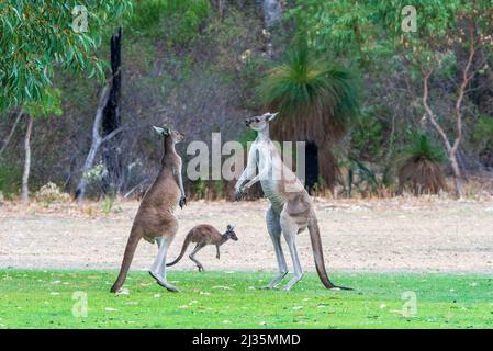 Due grandi maschi Western Grey Kangaroos (Macropus fuliginosus) in piedi diritto circa per combattere, Australia occidentale, WA, Australia Foto Stock