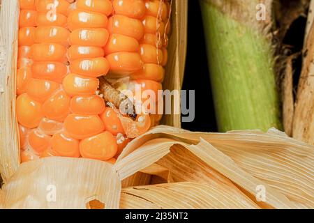 Caduta di armyworm su mais danneggiato con escrezione. Foto Stock