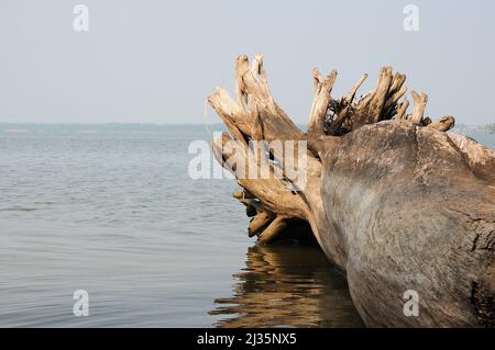 Un grande tronco di albero caduto con radici sporgenti sulla riva di un grande lago al mattino. Novosibirsk Reservoir, Siberia, Russia. Foto Stock