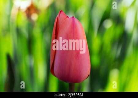 Singolo tulipano di primavera alla luce del mattino Foto Stock