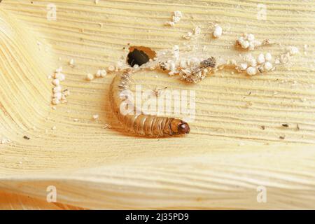 Caduta di armyworm su mais danneggiato con escrezione. Foto Stock